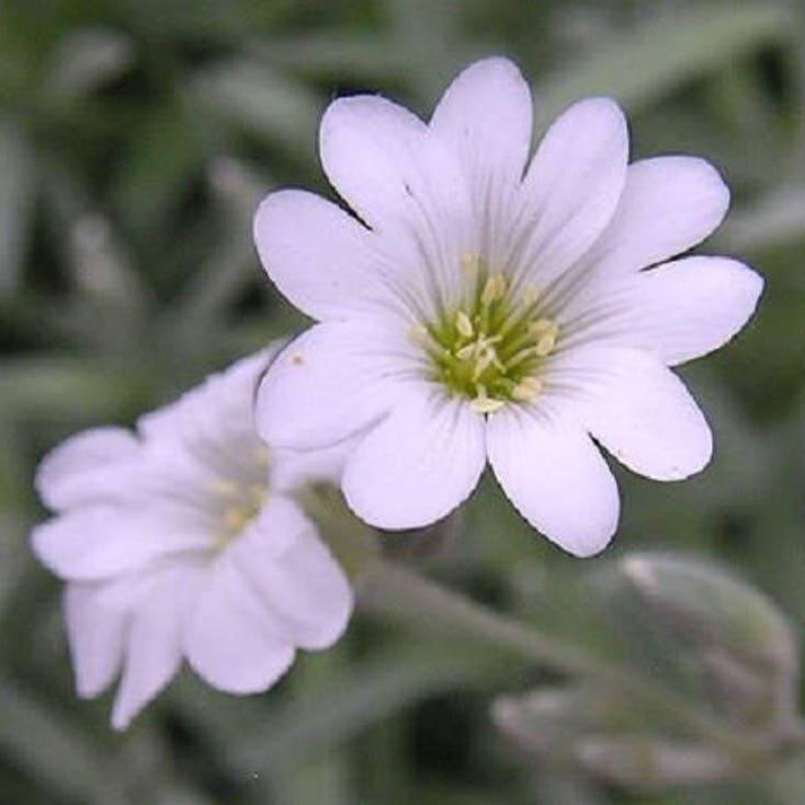 SNOW IN SUMMER (Chickweed) Cerastium Biebersteinii Flower Seeds-chloriseeds