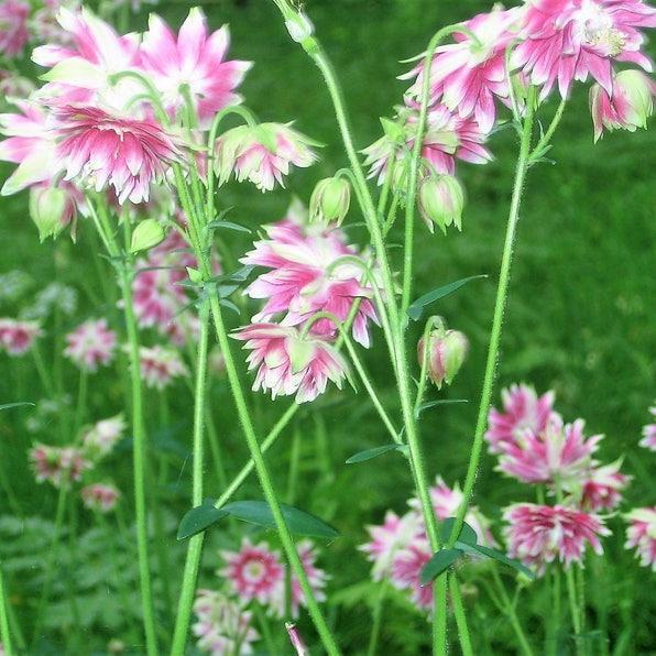 NORA BARLOW Pink COLUMBINE Aquilegia Caerulea Flower Seeds-chloriseeds