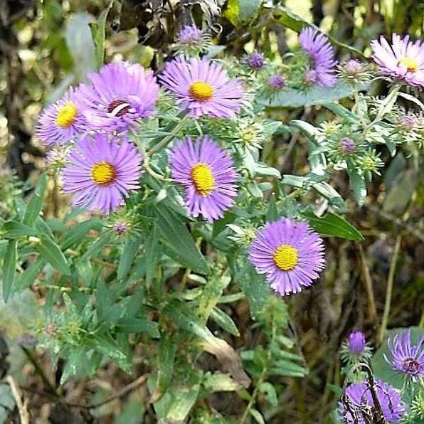 Purple NEW ENGLAND ASTER (Michaelmas Daisy) Aster Novae var Angliae Flower Seeds-chloriseeds