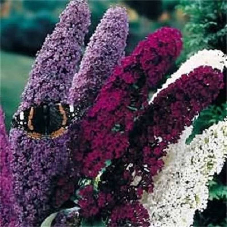 MIXED Colors BUTTERFLY BUSH Buddleia Davidii Flower Shrub Seeds-chloriseeds