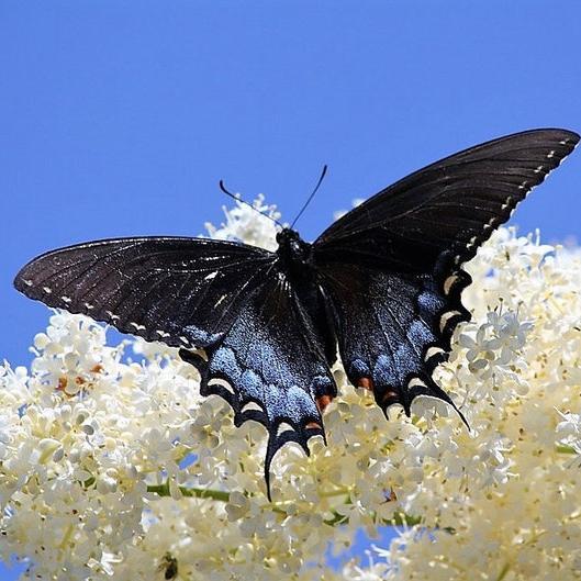 MIXED Colors BUTTERFLY BUSH Buddleia Davidii Flower Shrub Seeds-chloriseeds