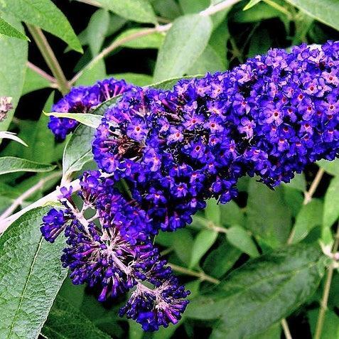 MIXED Colors BUTTERFLY BUSH Buddleia Davidii Flower Shrub Seeds-chloriseeds