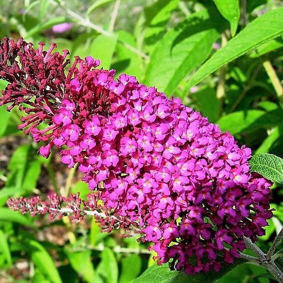 MIXED Colors BUTTERFLY BUSH Buddleia Davidii Flower Shrub Seeds-chloriseeds