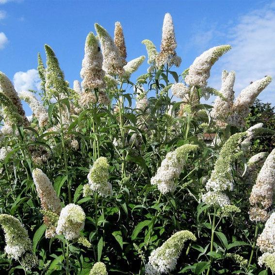 MIXED Colors BUTTERFLY BUSH Buddleia Davidii Flower Shrub Seeds-chloriseeds