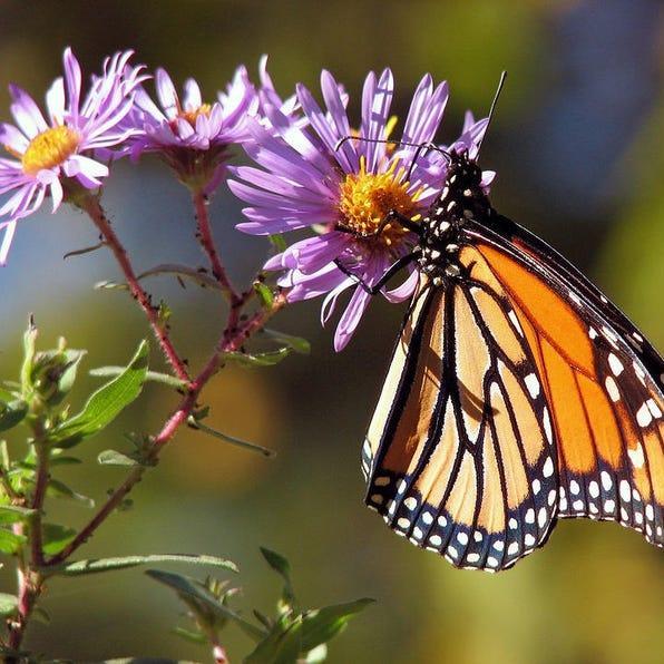 Purple NEW ENGLAND ASTER (Michaelmas Daisy) Aster Novae var Angliae Flower Seeds-chloriseeds