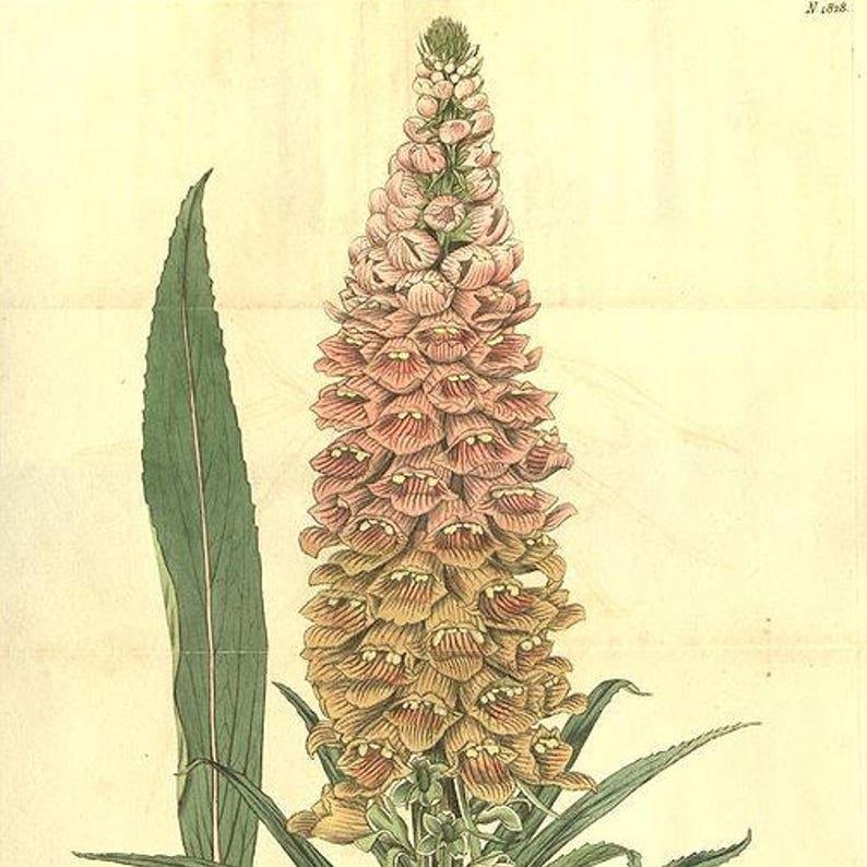 RUSTY FOXGLOVE Hummingbird Flower Digitalis Ferruginea Yellow Herald Seeds-chloriseeds