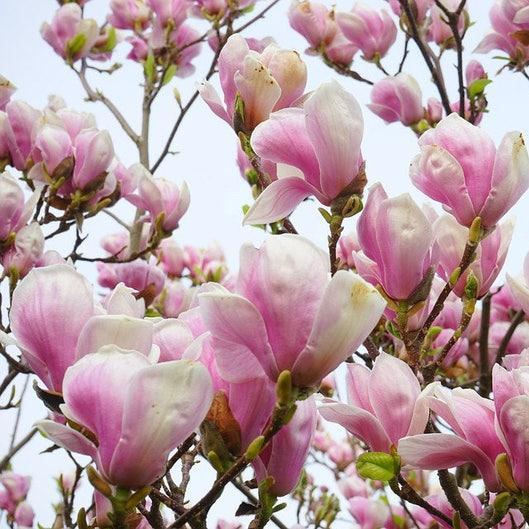 20pcs LILY MAGNOLIA Flower TREE Pink & Purple Fragrant Tulip Magnol Liliiflora Seeds-chloriseeds