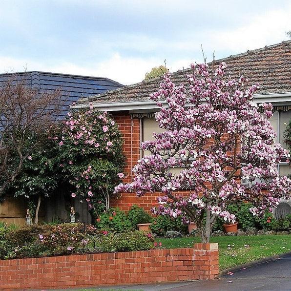 20pcs LILY MAGNOLIA Flower TREE Pink & Purple Fragrant Tulip Magnol Liliiflora Seeds-chloriseeds