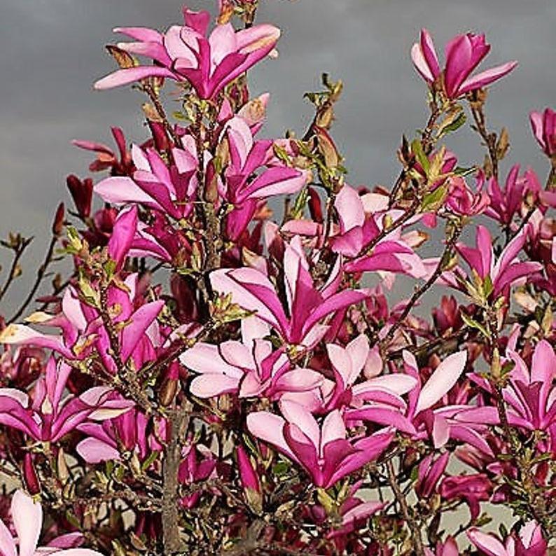 20pcs LILY MAGNOLIA Flower TREE Pink & Purple Fragrant Tulip Magnol Liliiflora Seeds-chloriseeds