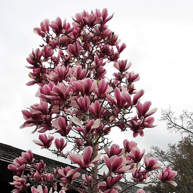 20pcs LILY MAGNOLIA Flower TREE Pink & Purple Fragrant Tulip Magnol Liliiflora Seeds-chloriseeds