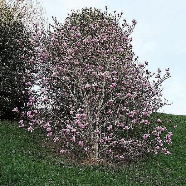 20pcs LILY MAGNOLIA Flower TREE Pink & Purple Fragrant Tulip Magnol Liliiflora Seeds-chloriseeds