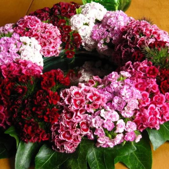WEE Willie Dwarf SWEET WILLIAM Mixed Colors Dianthus Barbatus Flower Seeds-chloriseeds