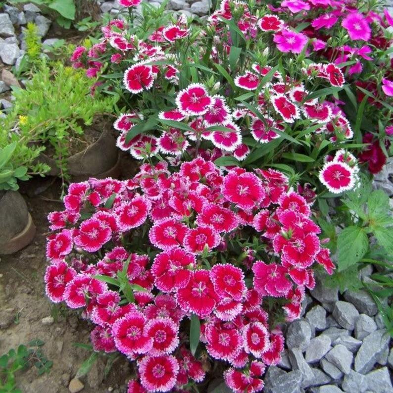WEE Willie Dwarf SWEET WILLIAM Mixed Colors Dianthus Barbatus Flower Seeds-chloriseeds