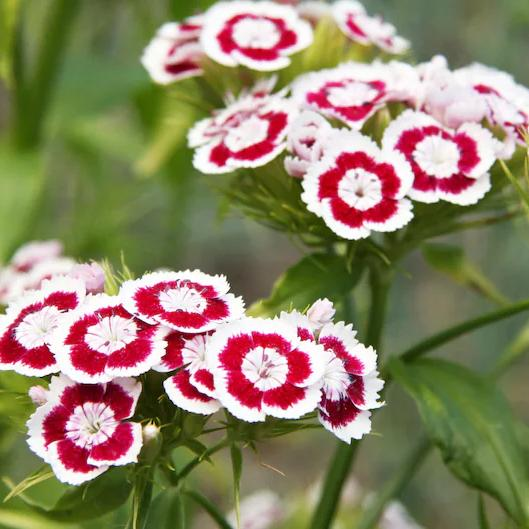 WEE Willie Dwarf SWEET WILLIAM Mixed Colors Dianthus Barbatus Flower Seeds-chloriseeds