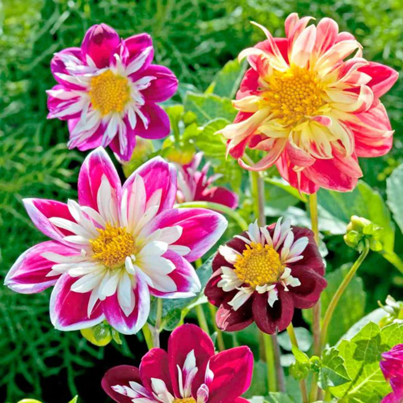 Collarette Dahlia Seeds