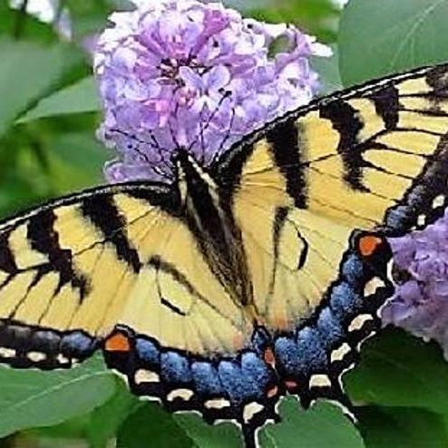 MIXED Colors BUTTERFLY BUSH Buddleia Davidii Flower Shrub Seeds-chloriseeds