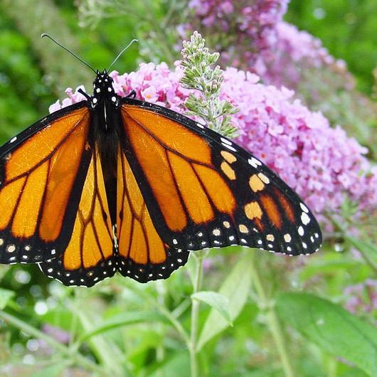MIXED Colors BUTTERFLY BUSH Buddleia Davidii Flower Shrub Seeds-chloriseeds