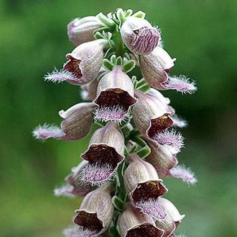 RUSTY FOXGLOVE Hummingbird Flower Digitalis Ferruginea Yellow Herald Seeds-chloriseeds