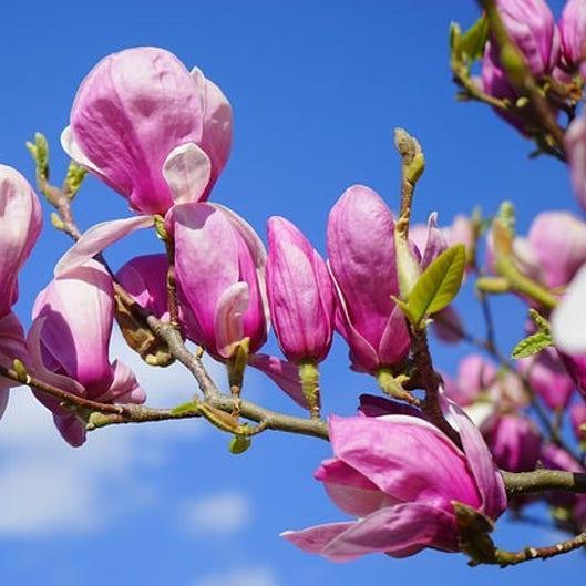 20pcs LILY MAGNOLIA Flower TREE Pink & Purple Fragrant Tulip Magnol Liliiflora Seeds-chloriseeds
