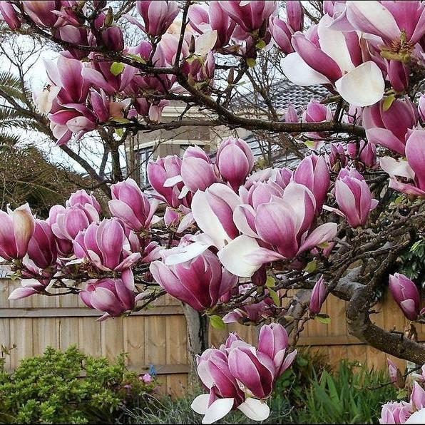 20pcs LILY MAGNOLIA Flower TREE Pink & Purple Fragrant Tulip Magnol Liliiflora Seeds-chloriseeds