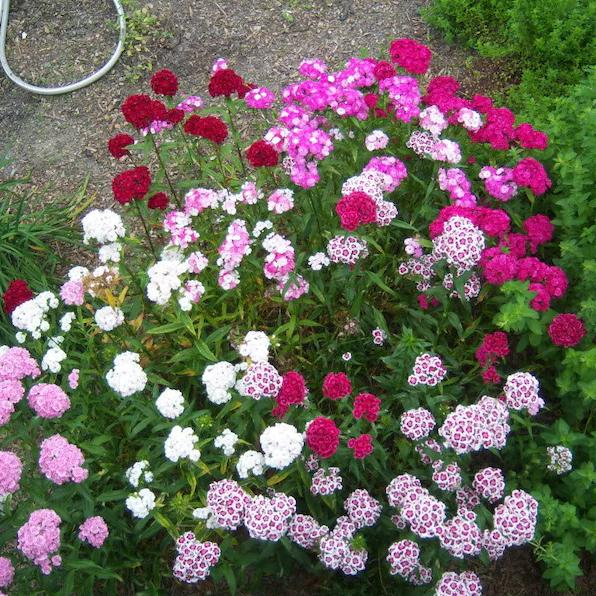 WEE Willie Dwarf SWEET WILLIAM Mixed Colors Dianthus Barbatus Flower Seeds-chloriseeds