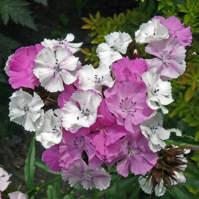 WEE Willie Dwarf SWEET WILLIAM Mixed Colors Dianthus Barbatus Flower Seeds-chloriseeds