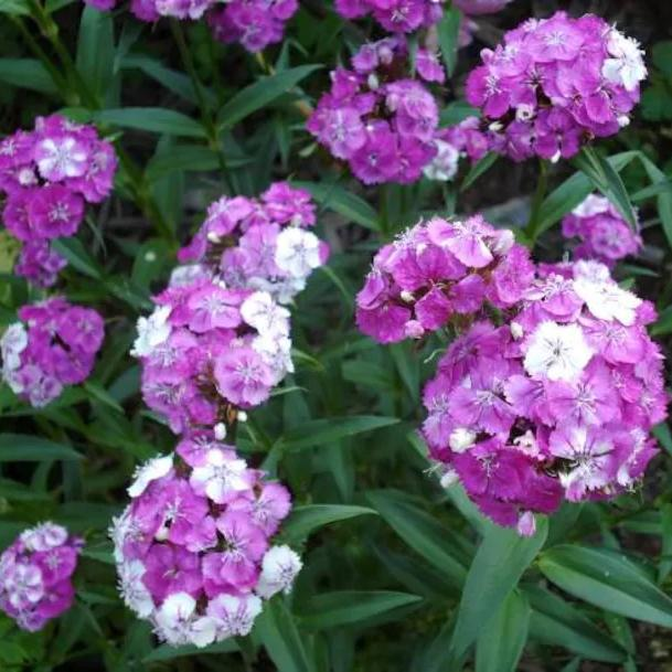 WEE Willie Dwarf SWEET WILLIAM Mixed Colors Dianthus Barbatus Flower Seeds-chloriseeds