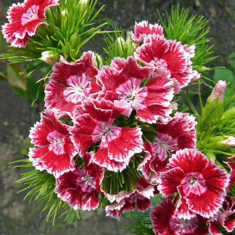 WEE Willie Dwarf SWEET WILLIAM Mixed Colors Dianthus Barbatus Flower Seeds-chloriseeds