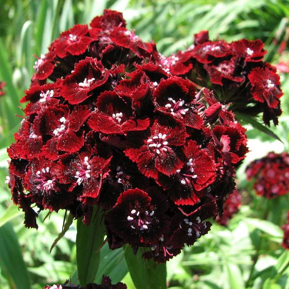 WEE Willie Dwarf SWEET WILLIAM Mixed Colors Dianthus Barbatus Flower Seeds-chloriseeds