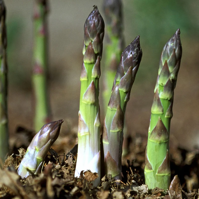 Asparagus  Seeds - Organic, Heirloom, Open Pollinated, Non GMO