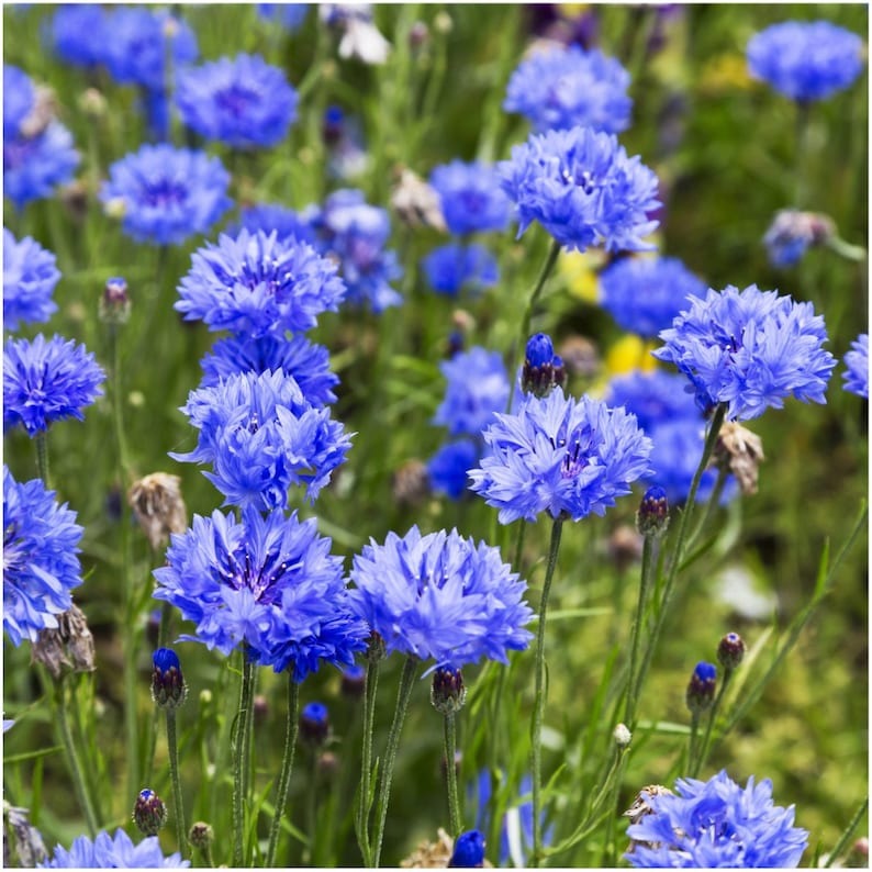 Cornflower / Bachelor Button Seeds - Dwarf Blue