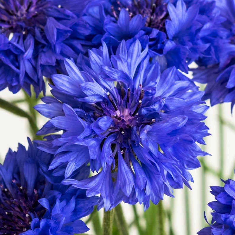 Cornflower / Bachelor Button Seeds - Dwarf Blue