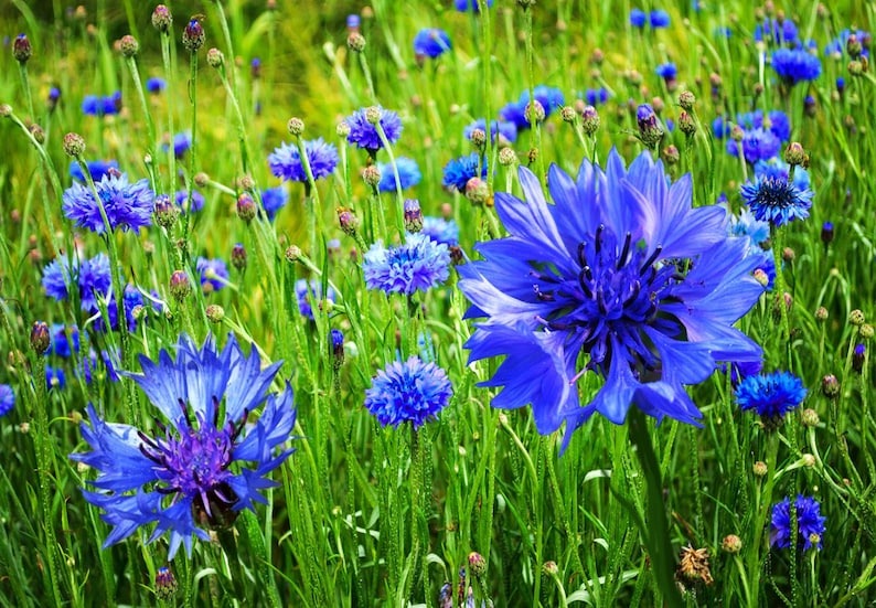 Cornflower / Bachelor Button Seeds - Dwarf Blue