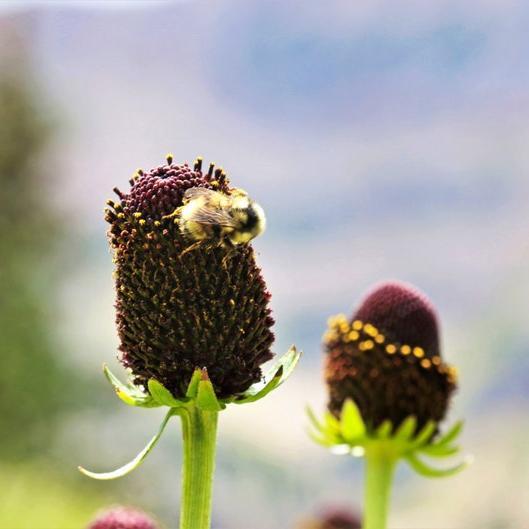 WESTERN CONEFLOWER Rudbeckia Occidentalis Green Wizard aka Rayless Naked Chocolate Black Flower Herb Seeds-chloriseeds