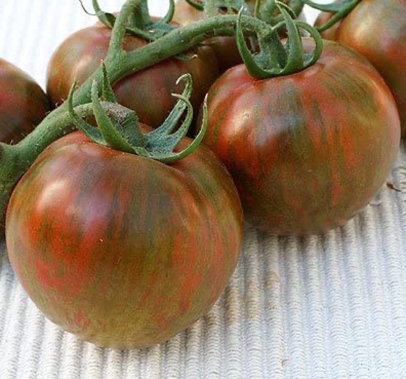 Rare Organic Vegetable Tomato Seeds "Black Zebra" (Lycopersicon esculentum Mill)-chloriseeds