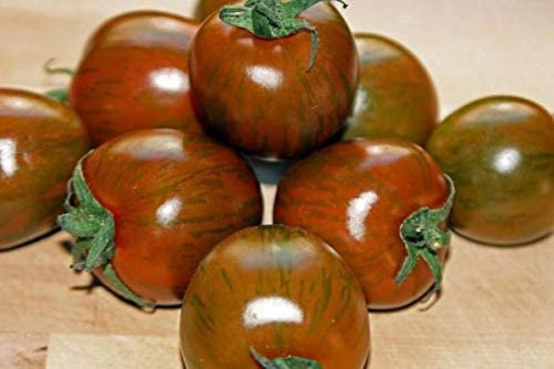 Rare Organic Vegetable Tomato Seeds "Black Zebra" (Lycopersicon esculentum Mill)-chloriseeds
