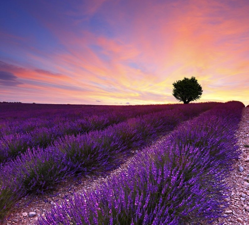 Perennial Lavender Seeds