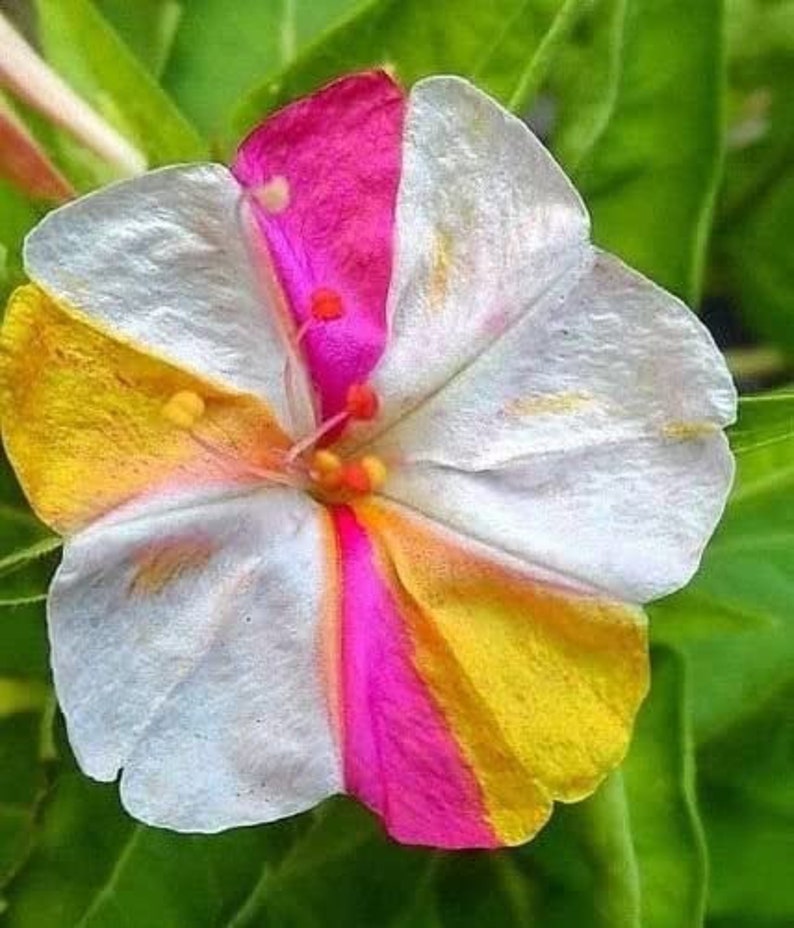 Marvel of Peru Four O' Clock Seeds | Garden Flower Broken Color Changing Transform Pink Rainbow Plant Leaf Seed 2022 Season Fast Shipping-chloriseeds