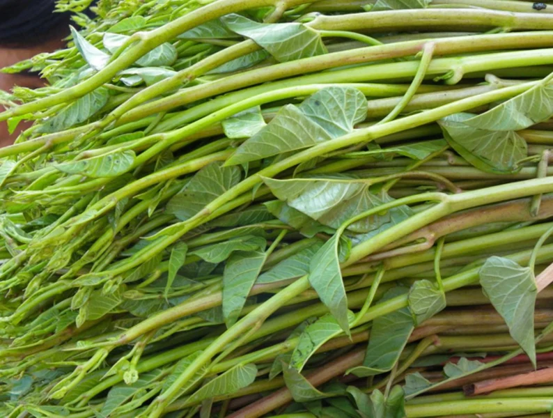 Large Water Spinach Seeds,, Kangkong Seeds, Ong Choy Seeds