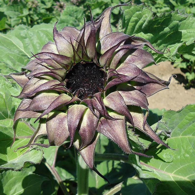 Unique Purple Sunflower Seeds 50 Per Pack-chloriseeds