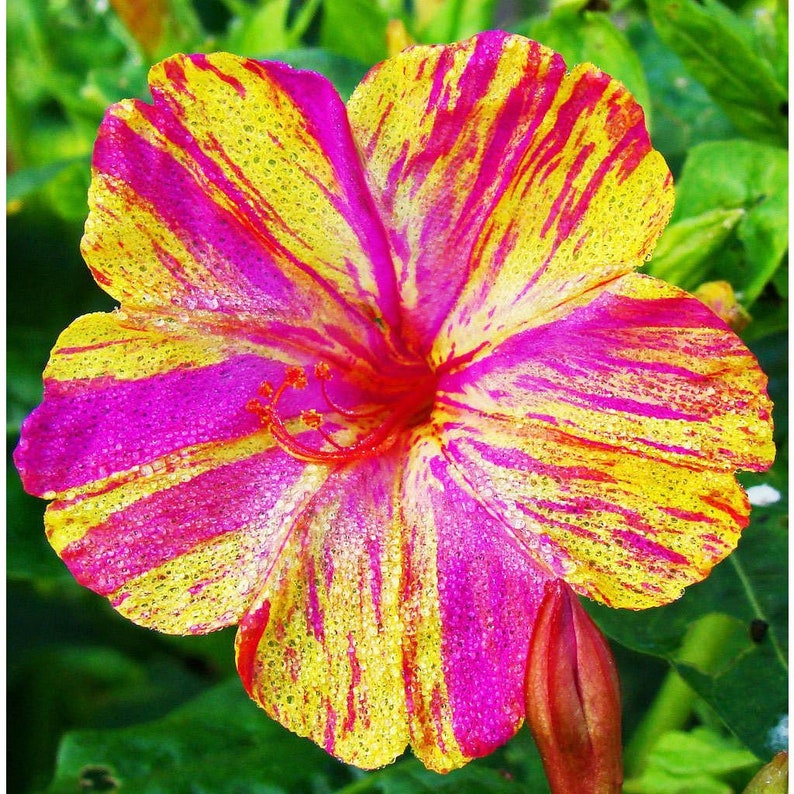 Marvel of Peru Four O' Clock Seeds | Garden Flower Broken Color Changing Transform Pink Rainbow Plant Leaf Seed 2022 Season Fast Shipping-chloriseeds
