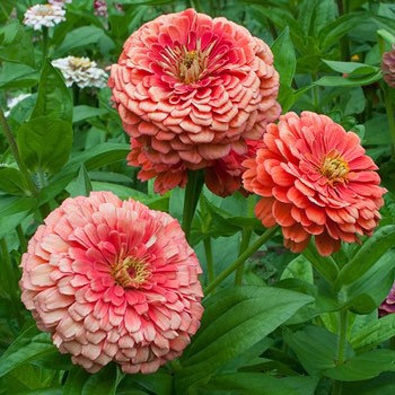 Order 50 seeds lovely Giant Salmon Rose Zinnias Seeds-chloriseeds