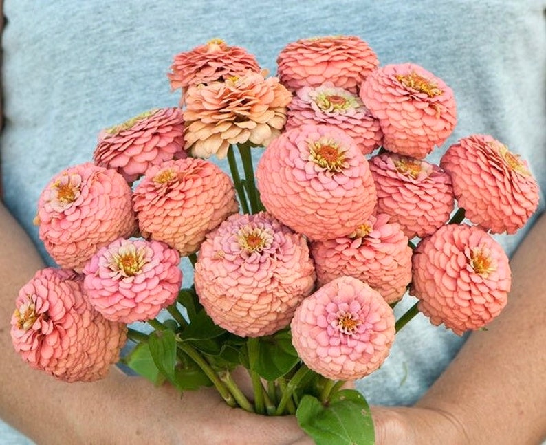 Order 50 seeds lovely Giant Salmon Rose Zinnias Seeds-chloriseeds