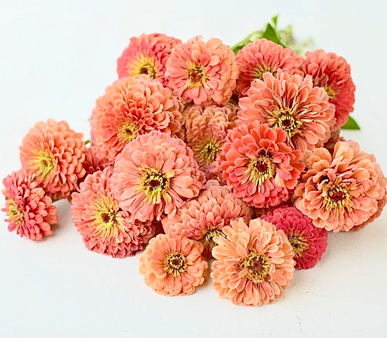Order 50 seeds lovely Giant Salmon Rose Zinnias Seeds-chloriseeds