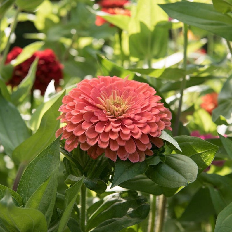 Order 50 seeds lovely Giant Salmon Rose Zinnias Seeds-chloriseeds