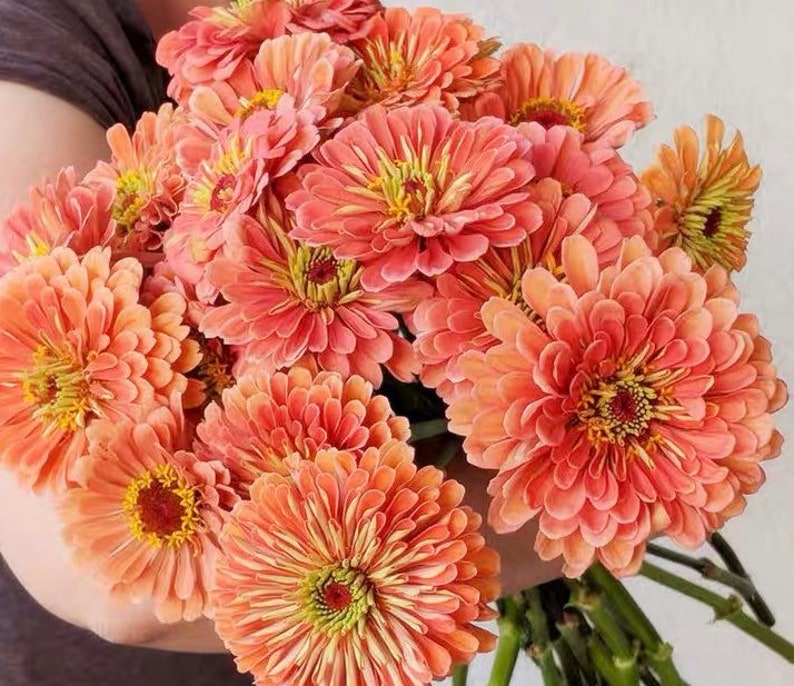 Order 50 seeds lovely Giant Salmon Rose Zinnias Seeds-chloriseeds