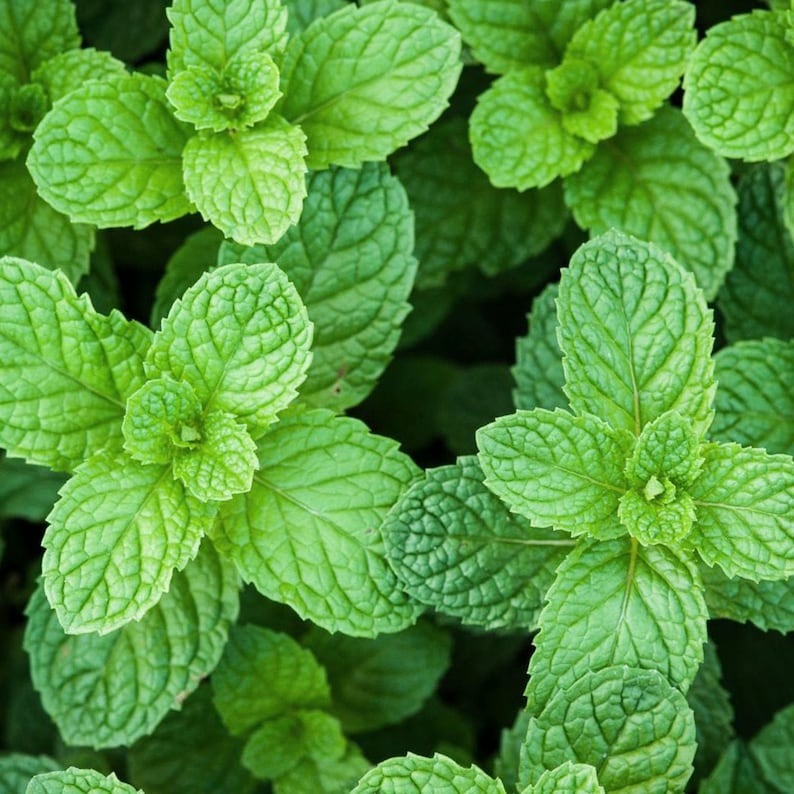 Ornamental and edible mint seeds to repel mosquitoes