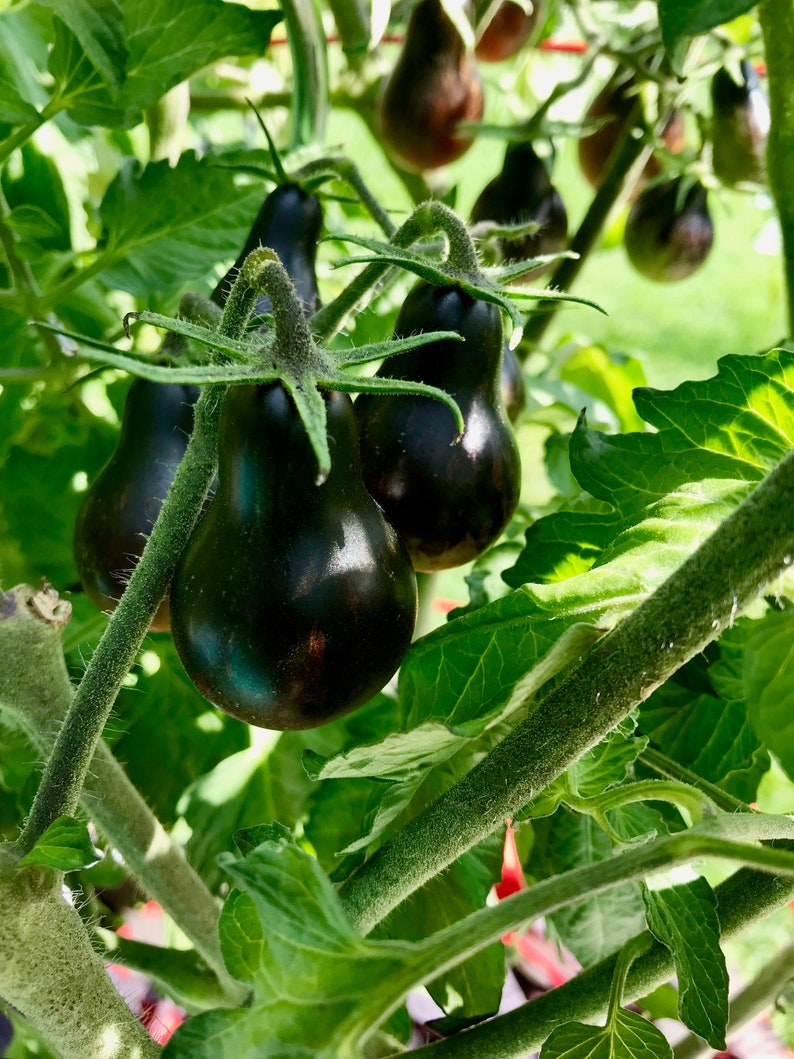 Blue Keyes Tomato Seeds • Dark Anthocyanin Pear Cherry • Open Pollinated • Modern Variety-chloriseeds