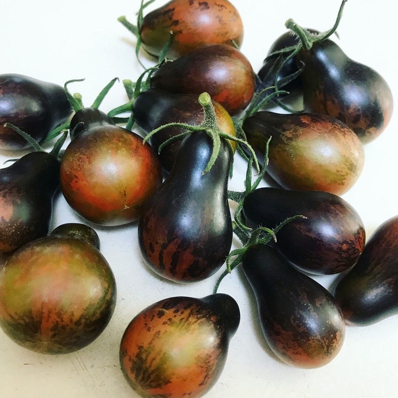 Blue Keyes Tomato Seeds • Dark Anthocyanin Pear Cherry • Open Pollinated • Modern Variety-chloriseeds