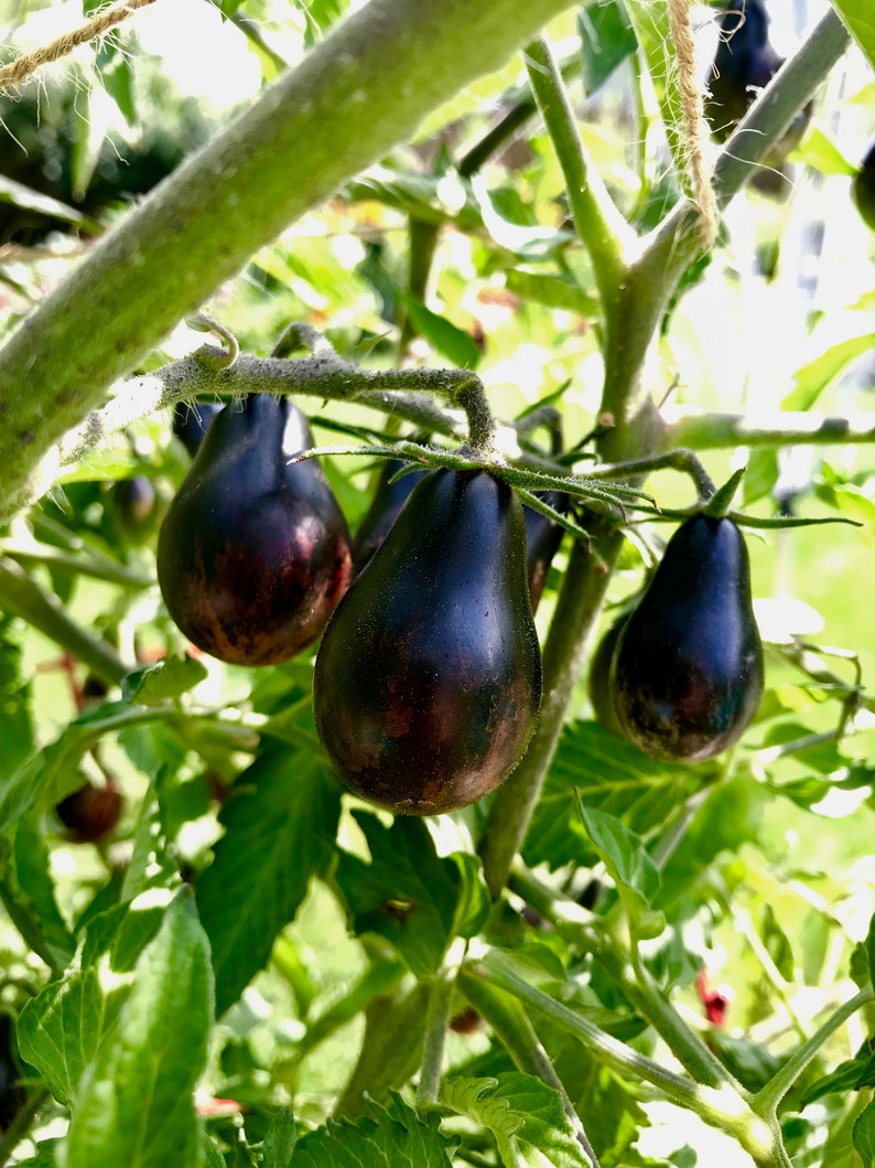 Blue Keyes Tomato Seeds • Dark Anthocyanin Pear Cherry • Open Pollinated • Modern Variety-chloriseeds